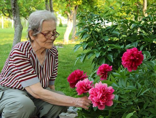Dame âgée jardinant