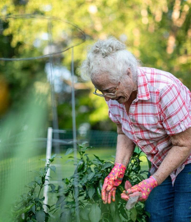 Femme senior jardinage